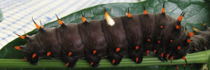 Larvae